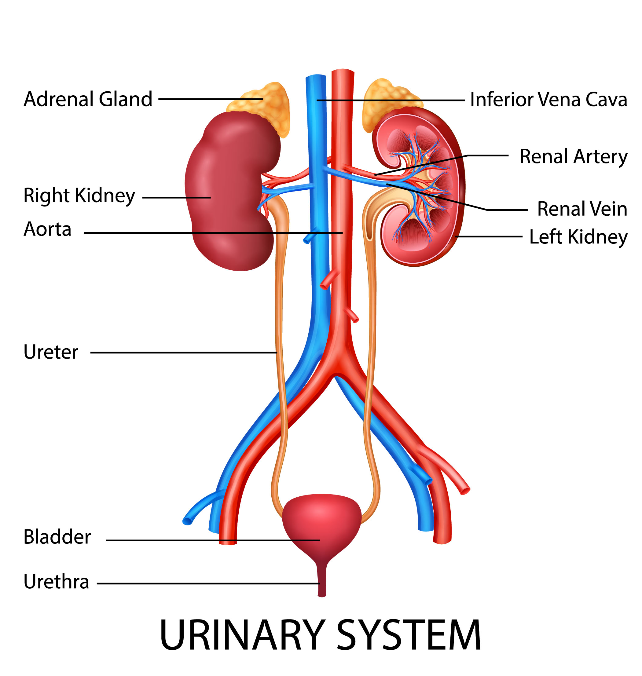 Kidney Health Formula All-Natural Supplement promotes healthy kidney, bladder and urinary tract functions. Softens, Loosens and Flushes Out Kidney Stones